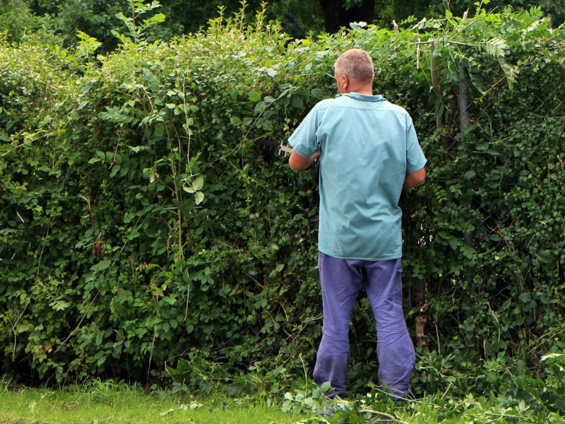Eine Person schneidet eine grüne Hecke im Garten.